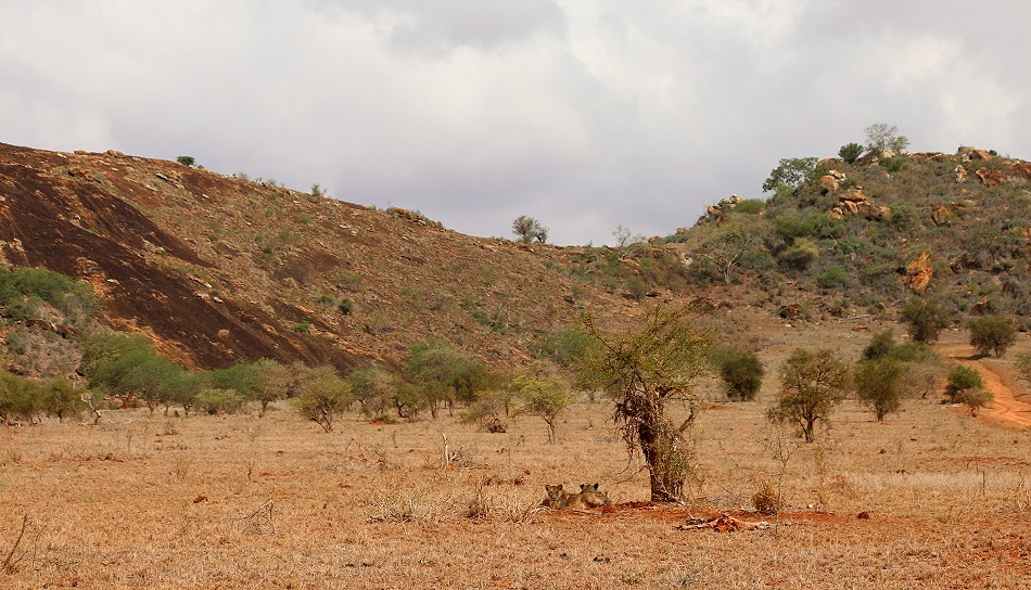 hungrige, junge Löwen Weibchen im Lumo Conservancy